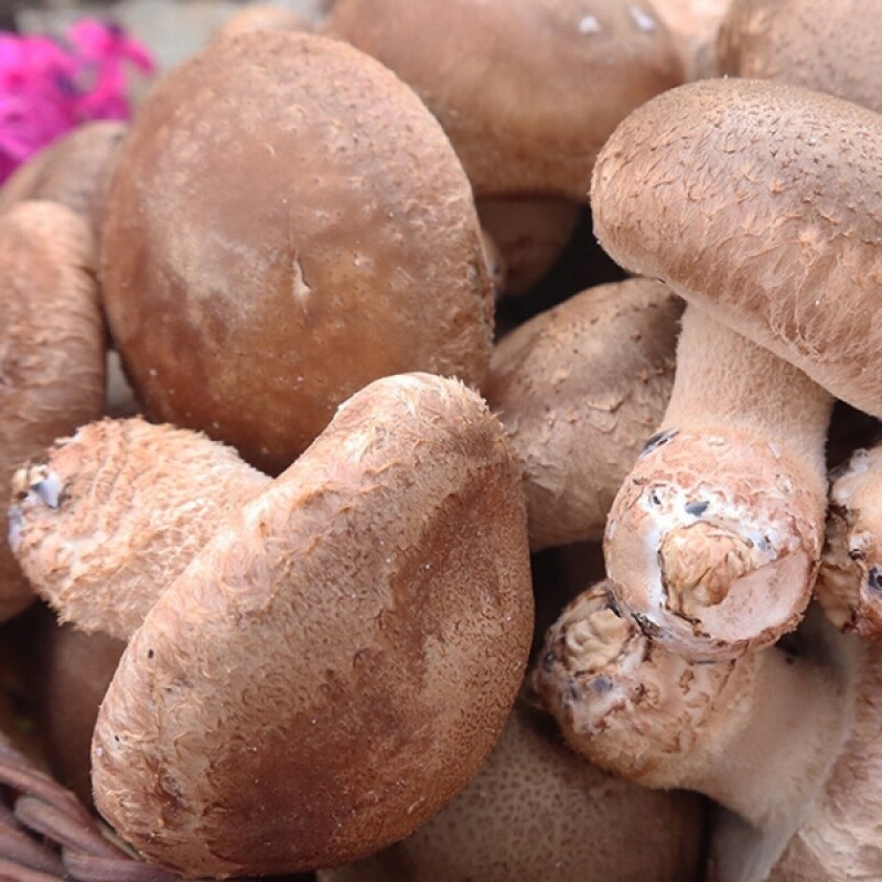 강원더몰,솔송고버섯 1kg