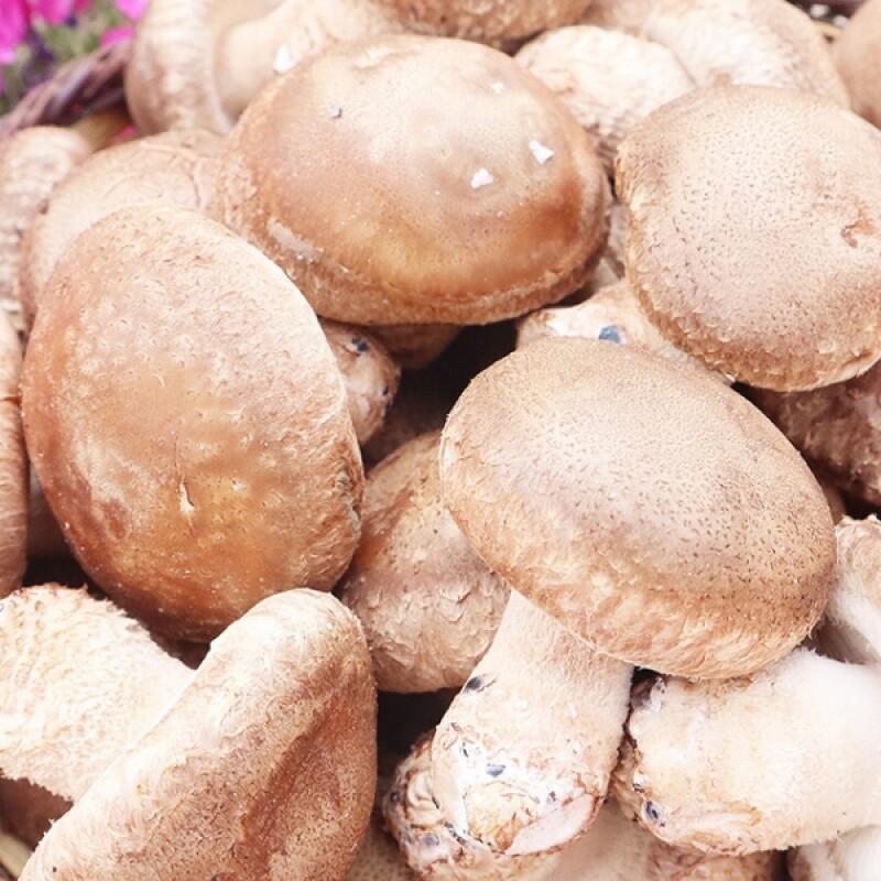 강릉몰,솔송고버섯 1kg