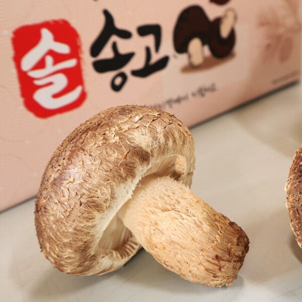 솔송고버섯 1kg